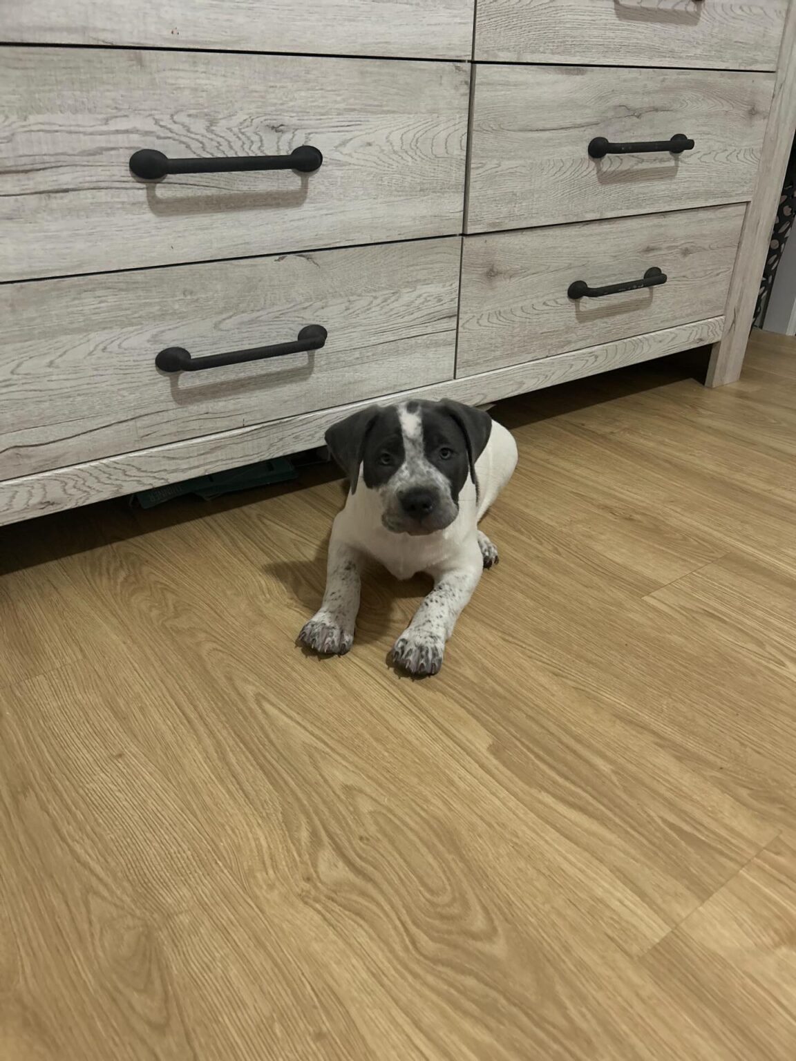 Pitbull puppies for sale near me