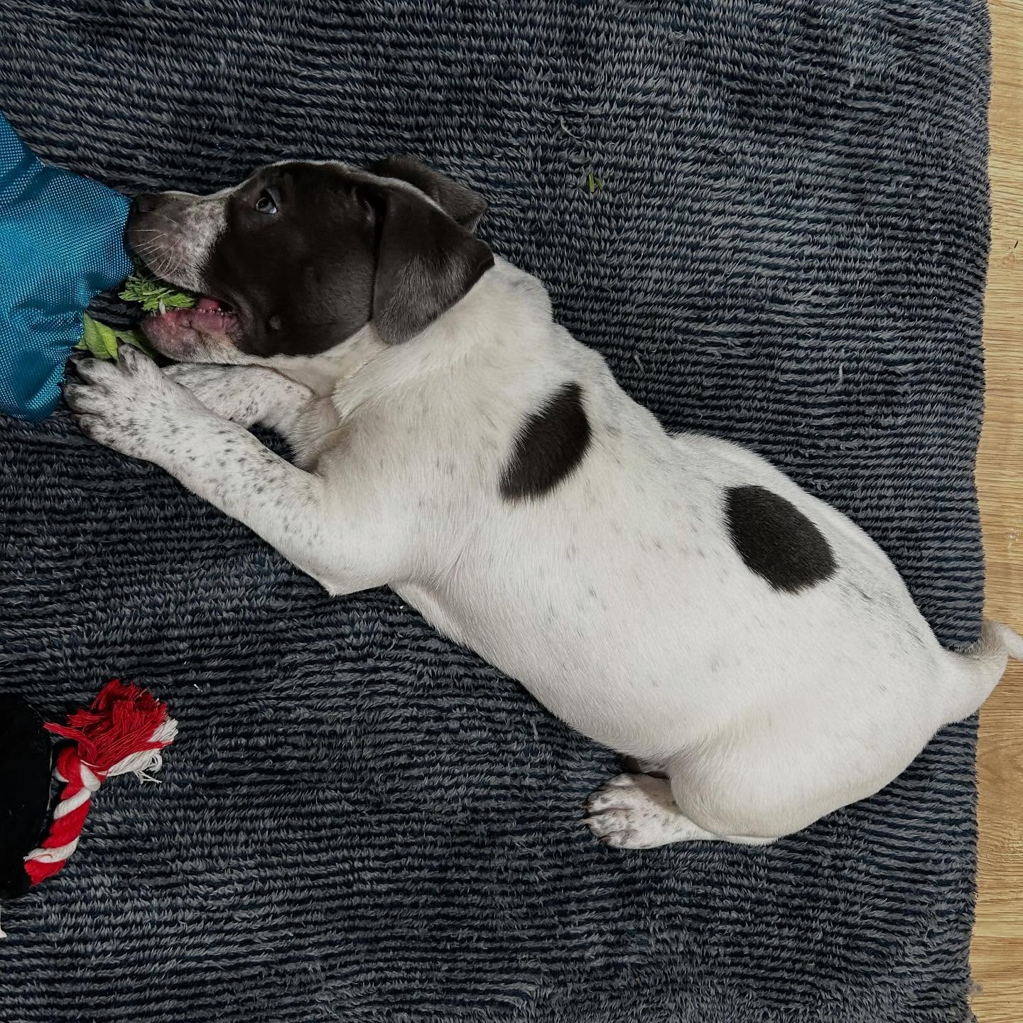 Pitbull puppies for sale near me