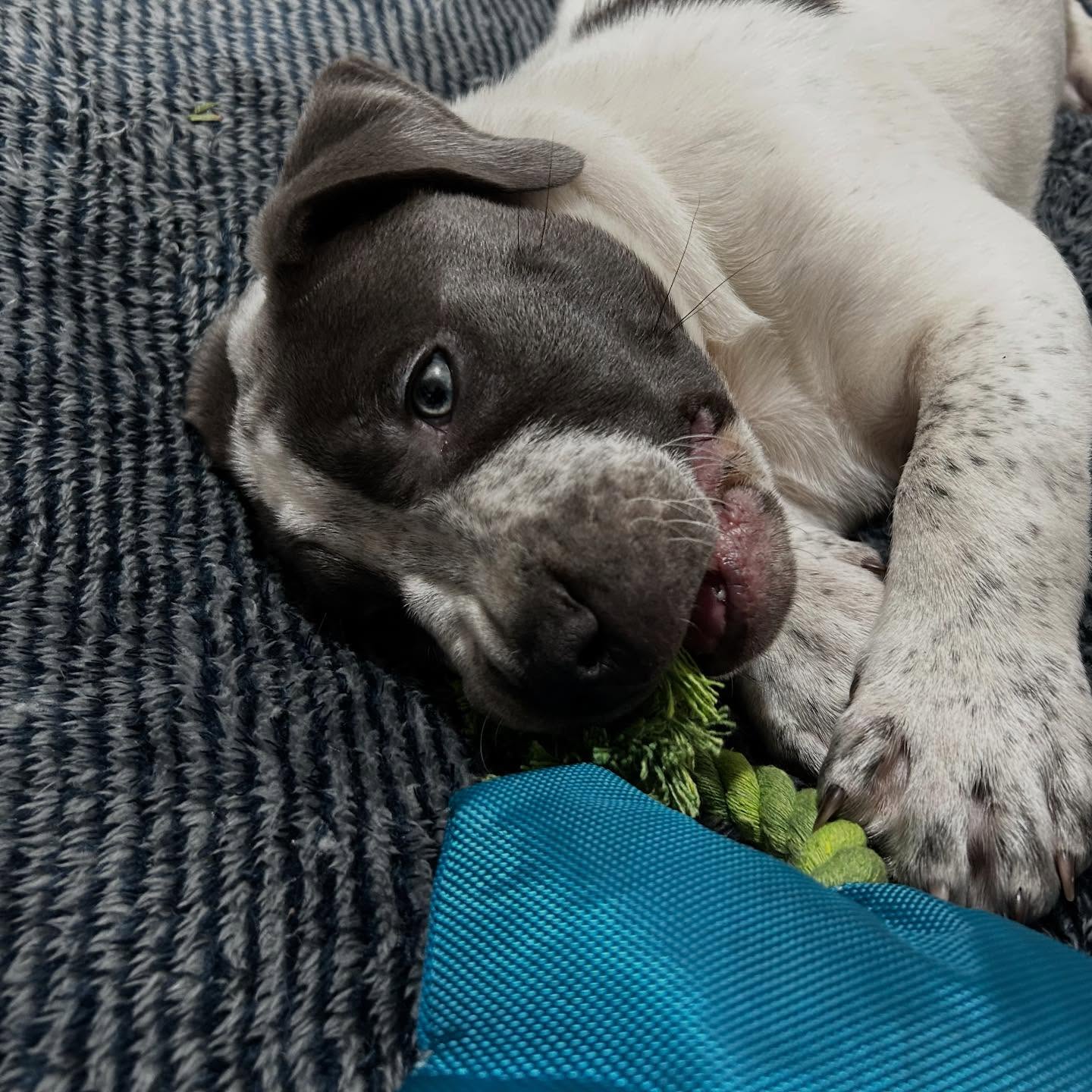Pitbull puppies for sale near me