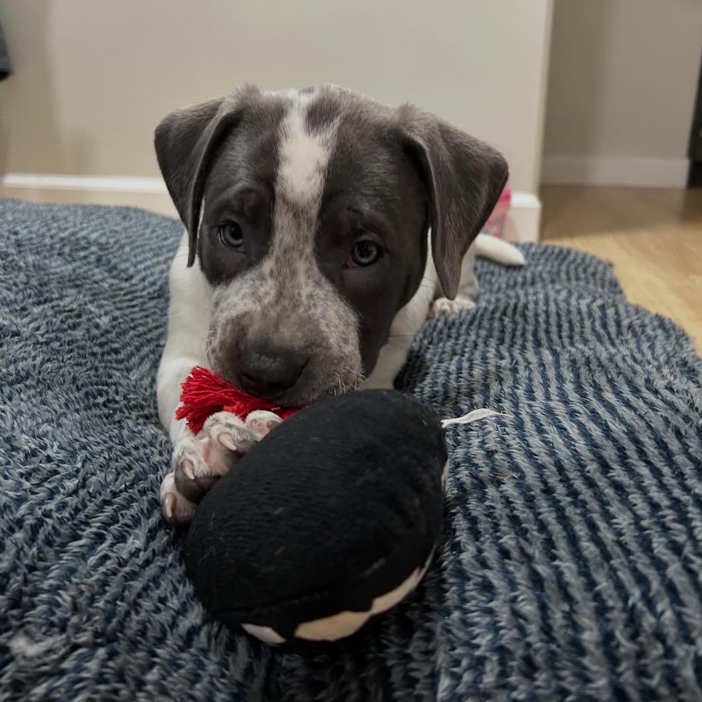 Pitbull puppies for sale near me