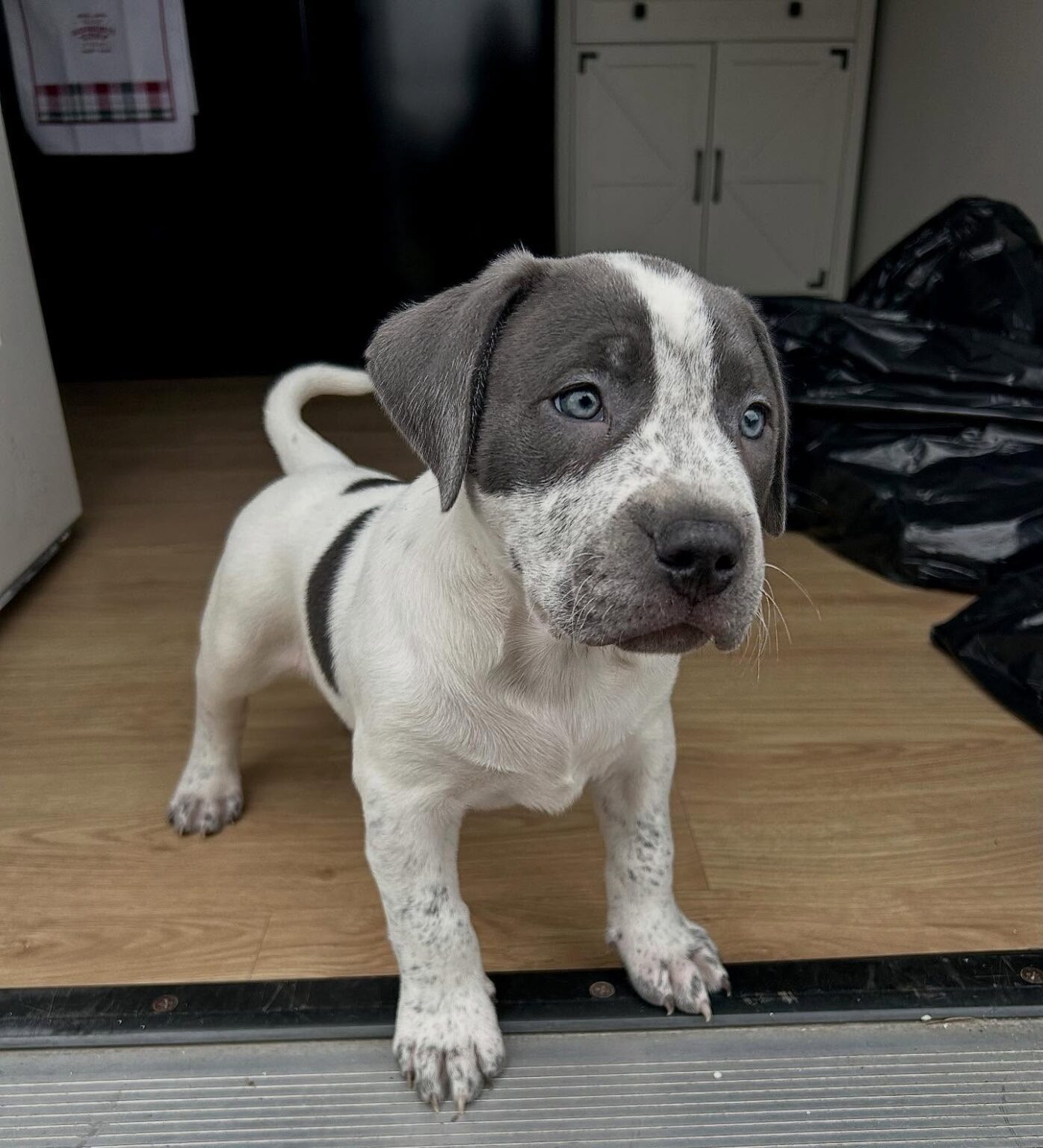 Pitbull puppies for sale near me