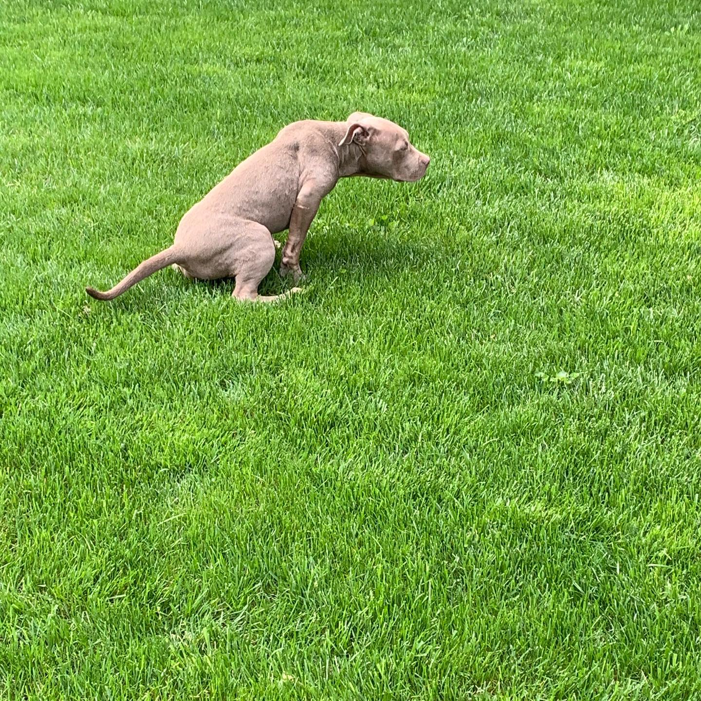 Pitbull's for sale