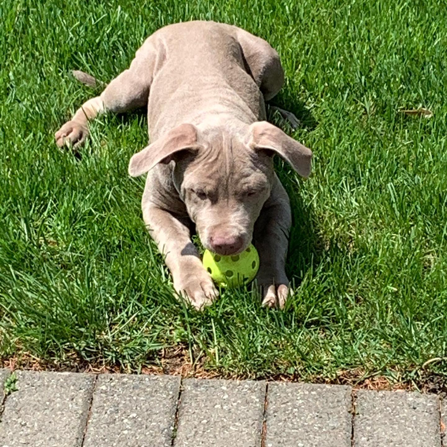 Pitbull's for sale