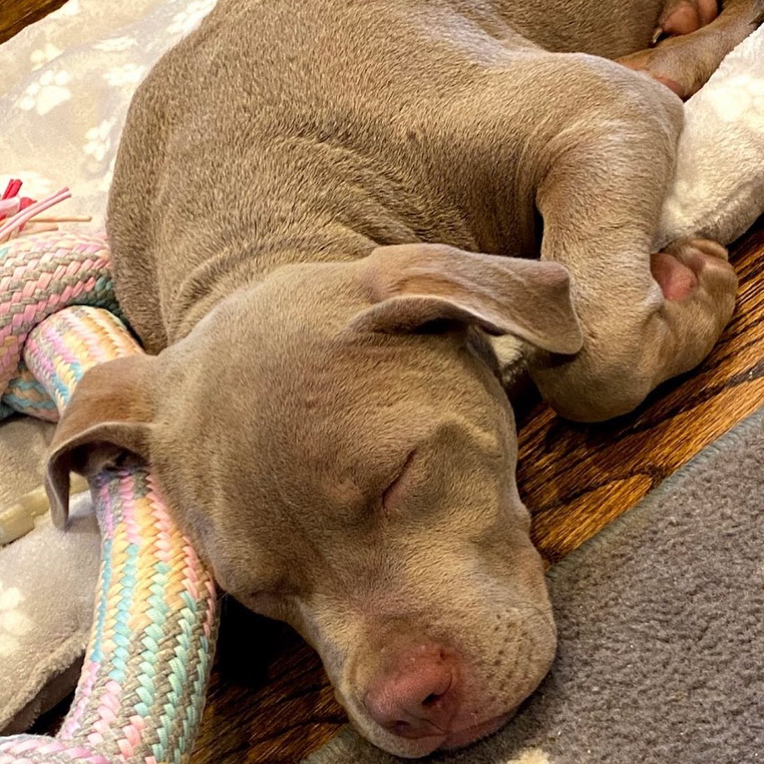 Pitbull's for sale