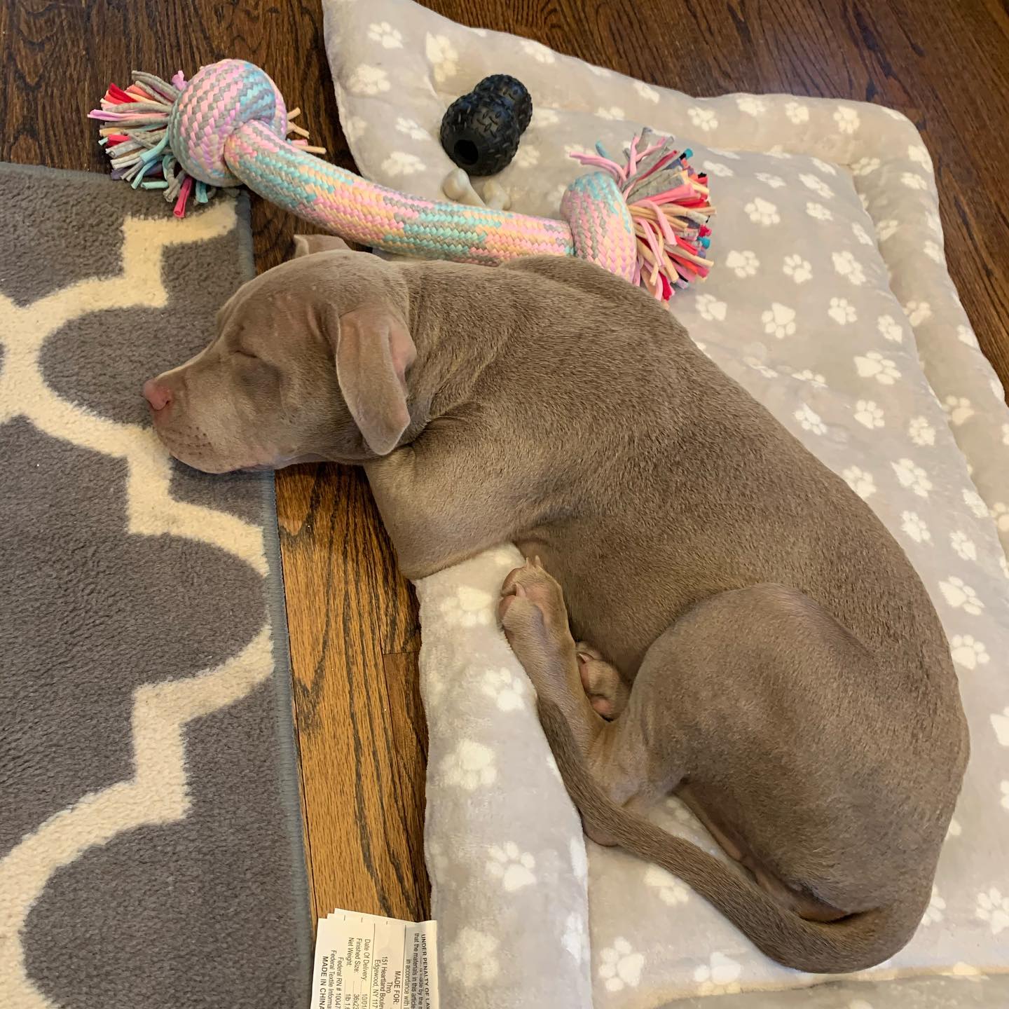 Pitbull's for sale